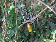 蝶が飛び交う島（蝶と卵の写真）